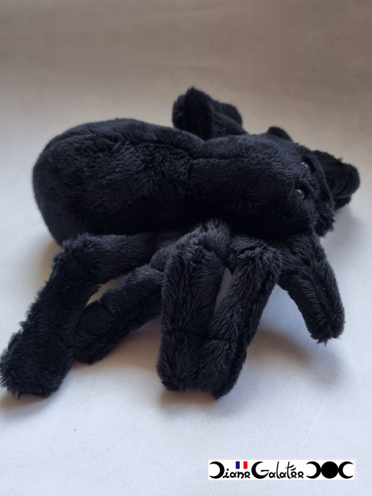 Araignée noire