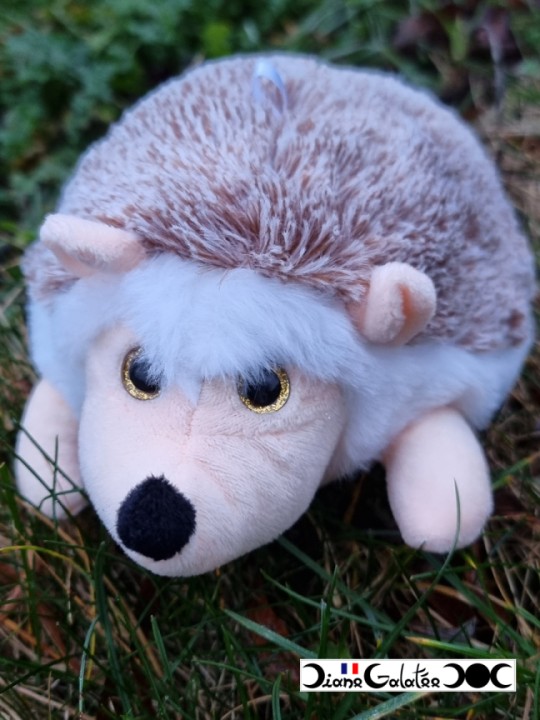 Hedgehog