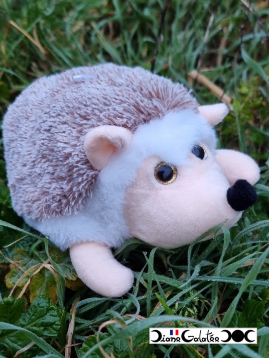 Hedgehog