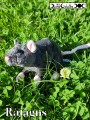 Peluche Ratagris